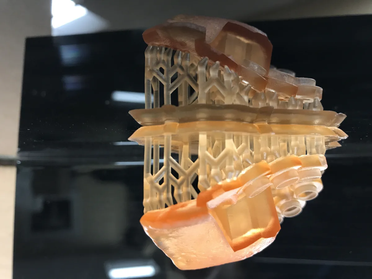 A 3D-printed dental model on the printer build platform